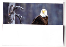Load image into Gallery viewer, A fine art photography greeting card of a bald eagle
