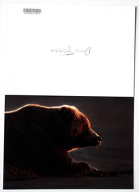 Sunlight Glow 5" x 7" Fine Art Wildlife Photography Greeting Card - Donna Feledichuk Wildlife Photography