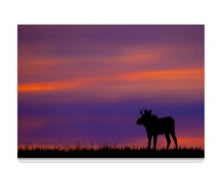 Load image into Gallery viewer, Moose at Sunset 5&quot; x 7&quot; Fine Art Wildlife Photography Greeting Card
