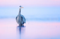 Surveying The Stillness Limited Edition Print - Donna Feledichuk Wildlife Photography