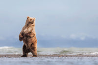 Ocean View Limited Edition Print - Donna Feledichuk Wildlife Photography