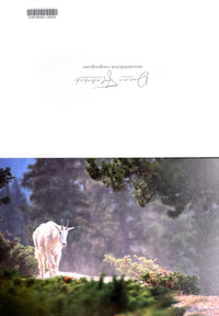 Stroll through the Mist 5" x 7" fine art wildlife photography greeting card - Donna Feledichuk Wildlife Photography