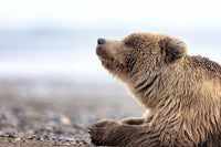 Praying Bear Limited Edition Print - Donna Feledichuk Wildlife Photography