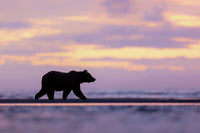 Evening Stroll Limited Edition Print - Donna Feledichuk Wildlife Photography
