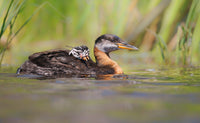 Just Keep Swimming 5" x 7" Fine Art Wildlife Photography Greeting Card - Donna Feledichuk Wildlife Photography