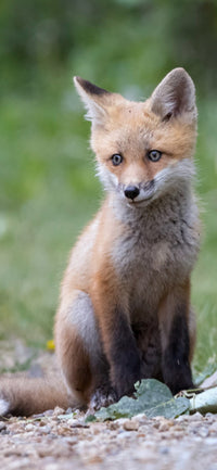 Lonely Wait Cellphone Wallpaper - Donna Feledichuk Wildlife Photography