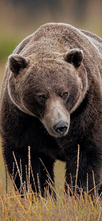 The Big Boy Cellphone Wallpaper - Donna Feledichuk Wildlife Photography
