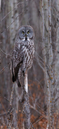Through the Trees Cellphone Wallpaper - Donna Feledichuk Wildlife Photography