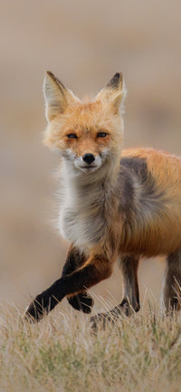 Fox on the Run Cellphone Wallpaper - Donna Feledichuk Wildlife Photography