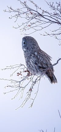 Enjoy the Quiet Times Cellphone Wallpaper - Donna Feledichuk Wildlife Photography