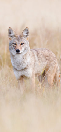 The Stare Cellphone Wallpaper - Donna Feledichuk Wildlife Photography