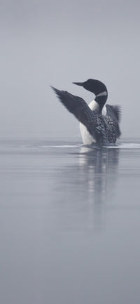 Misty Morning Cellphone Wallpaper - Donna Feledichuk Wildlife Photography