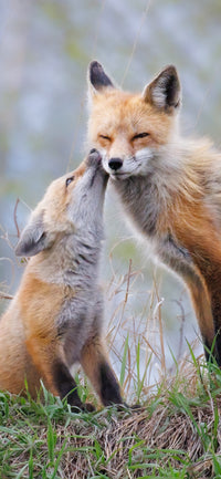 Family Affection Cellphone Wallpaper - Donna Feledichuk Wildlife Photography