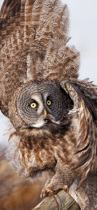 The Count Cellphone Wallpaper - Donna Feledichuk Wildlife Photography