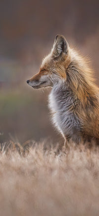 Sitting Pretty Cellphone Wallpaper - Donna Feledichuk Wildlife Photography