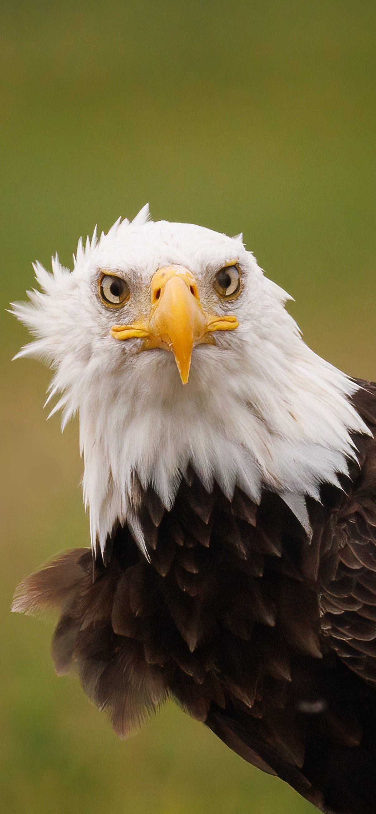 What Are You Looking At? Cellphone Wallpaper - Donna Feledichuk Wildlife Photography