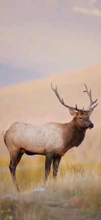 Meadow Elk Cellphone Wallpaper - Donna Feledichuk Wildlife Photography