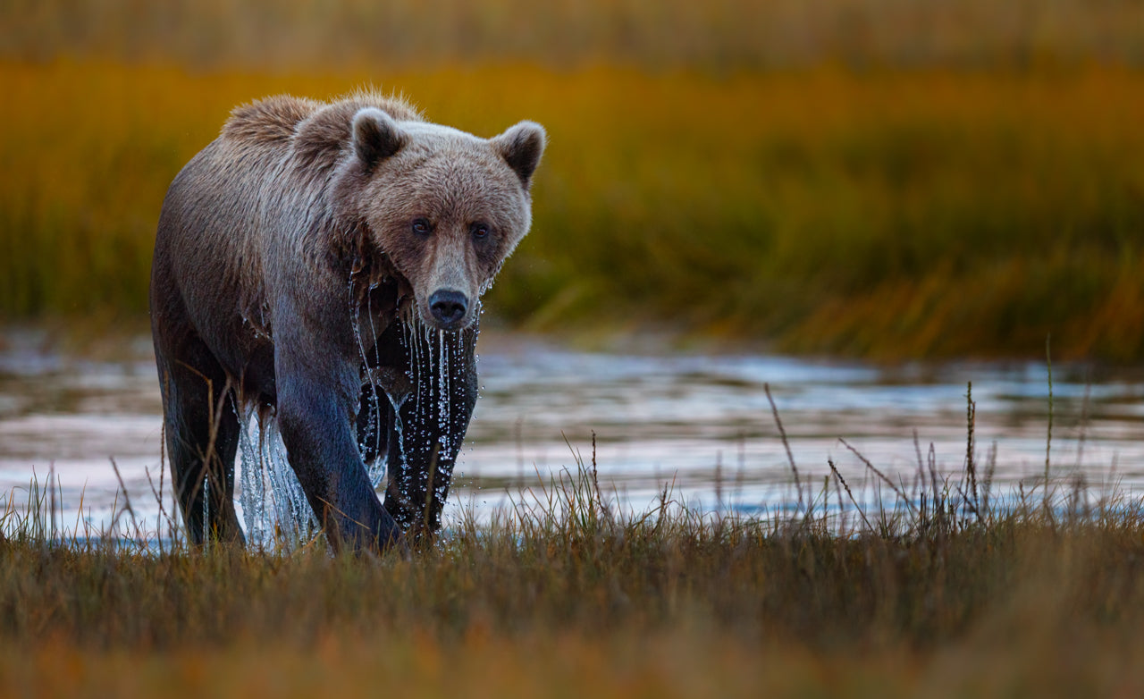 Planning For a Photography Trip - Donna Feledichuk Wildlife Photography