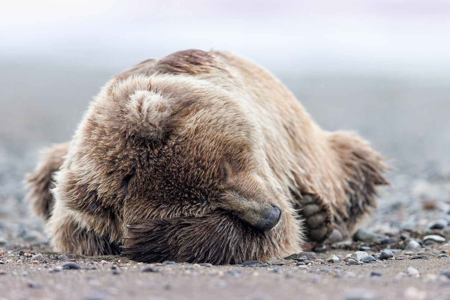 A coastal brown bear sleeps on a beach in Lake Clark Alaska