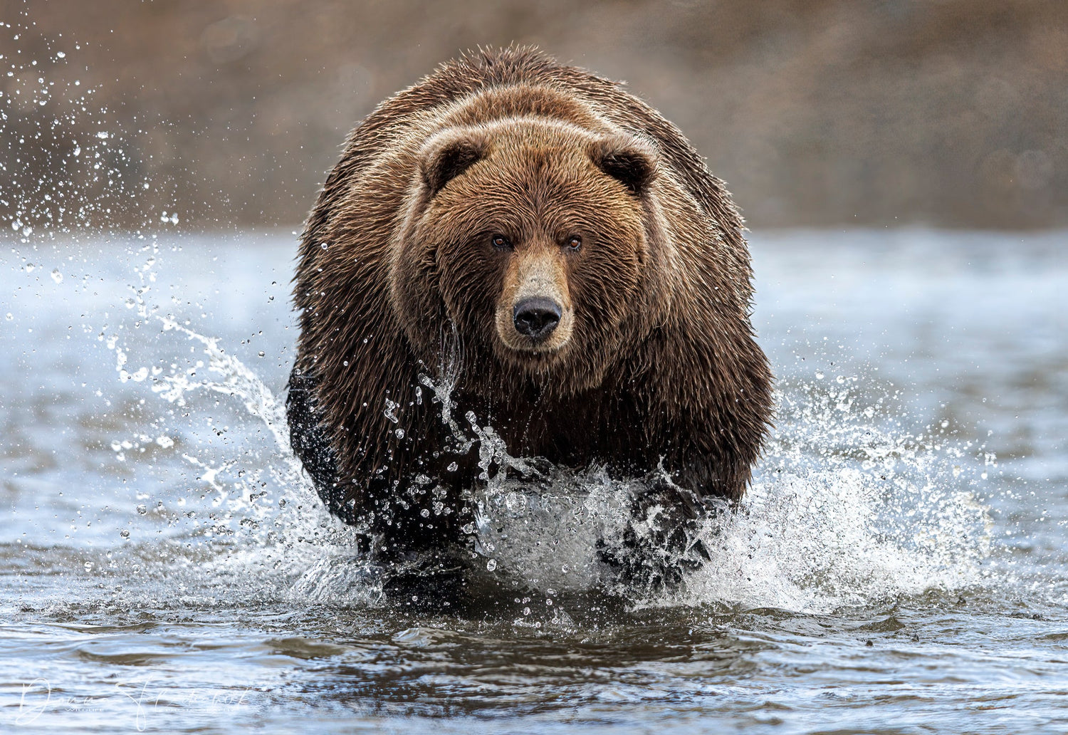 Wildlife photography tip - Eye level is important!