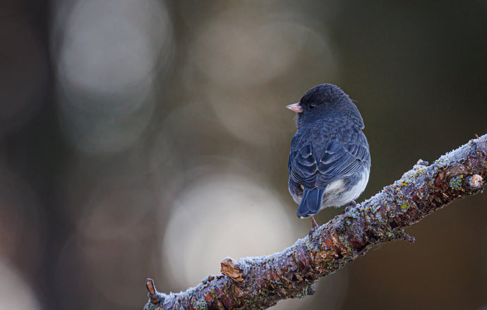 How to attract winter birds and get great images
