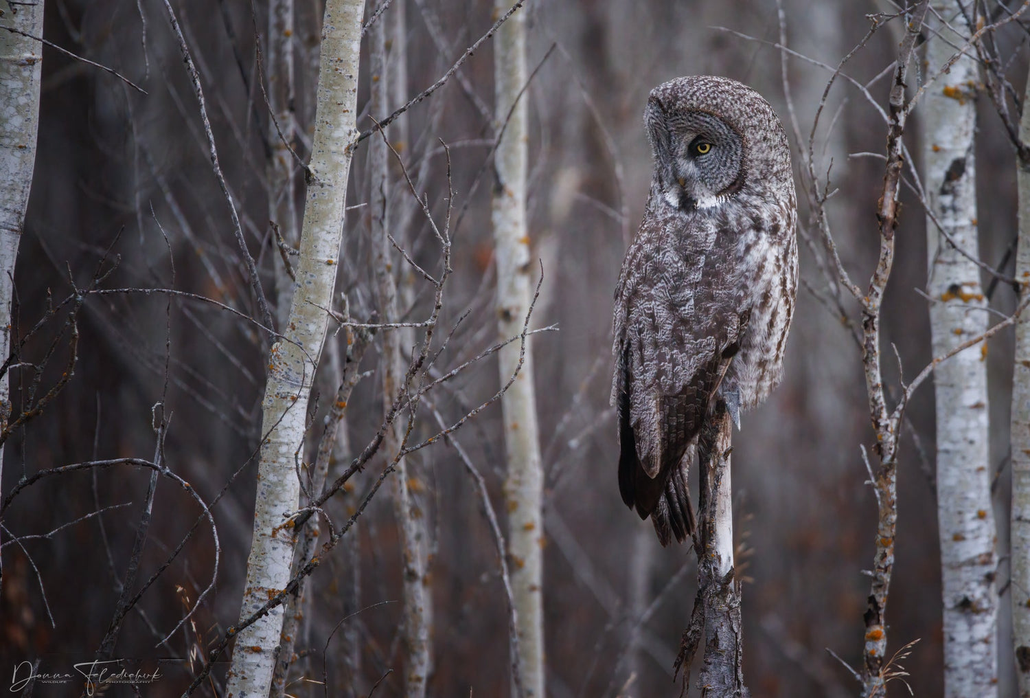 A great gray owl blends into the Boreal Forest