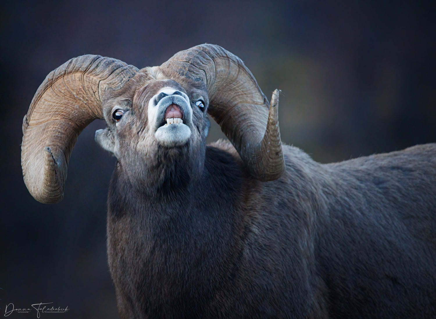 It is rut season - Donna Feledichuk Wildlife Photography