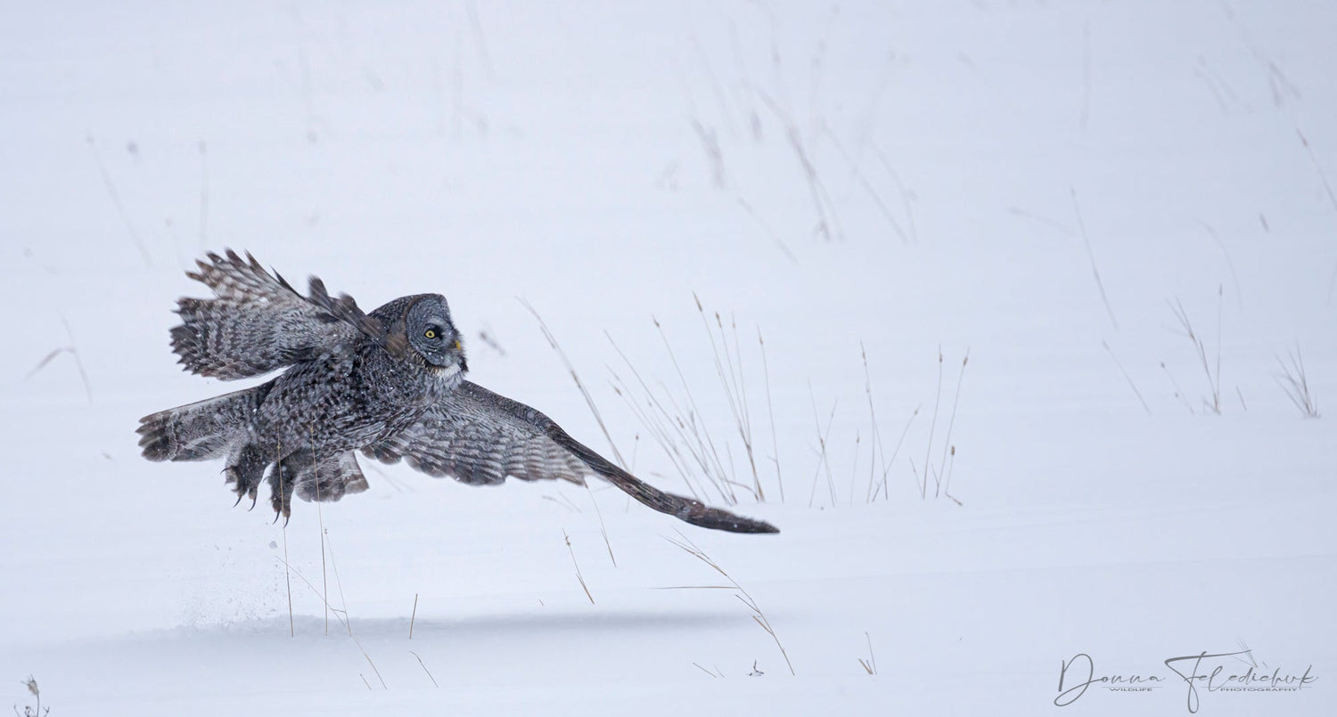 A Day with an Owl