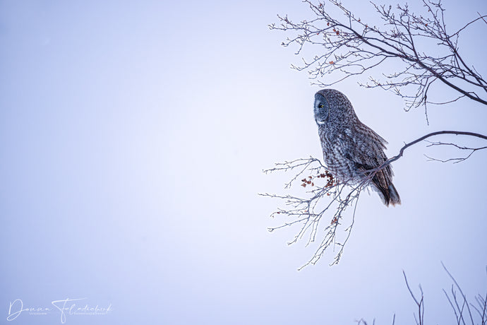 Finding Great Gray Owls