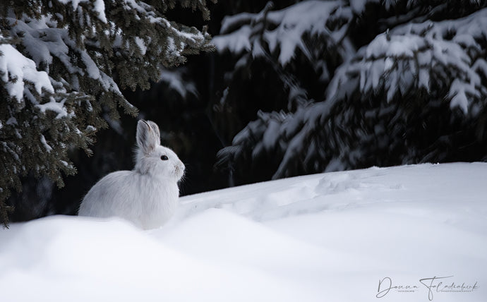 Snow and photography