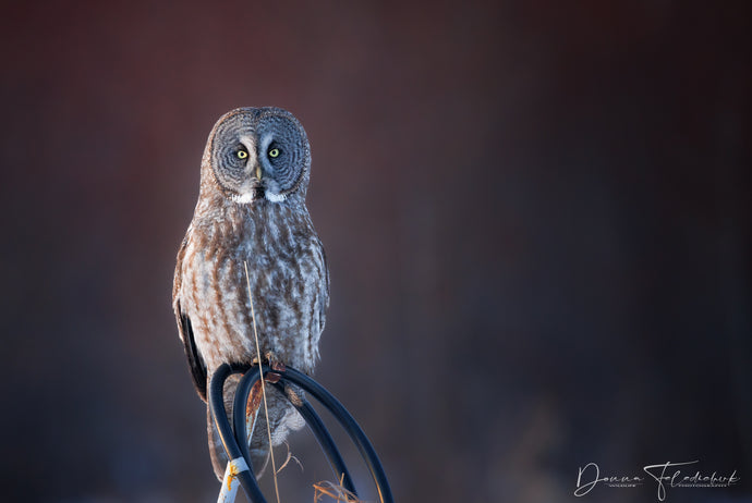 Ethical Owl Photography