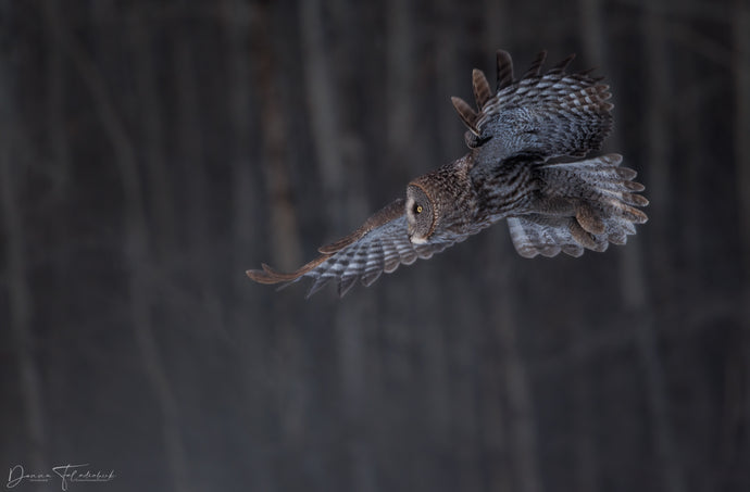 Whispers in the Shadows: The Allure of the Great Gray Owl