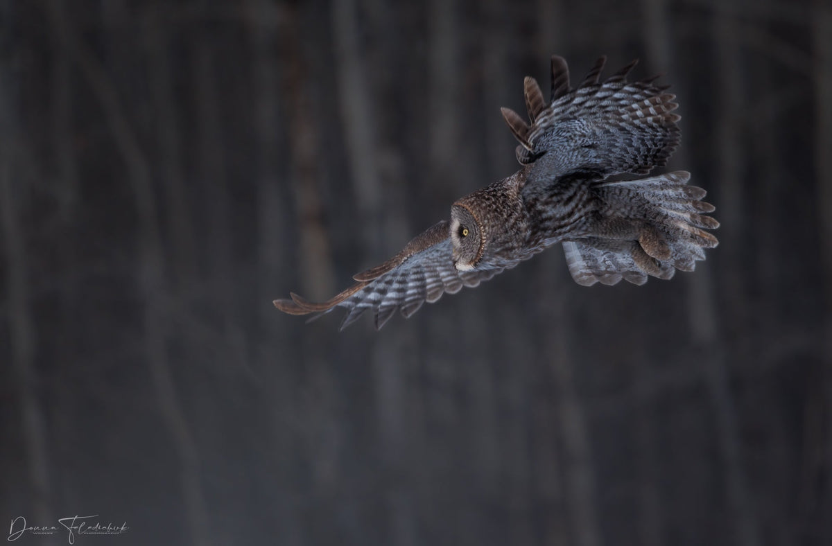 Whispers in the Shadows: The Allure of the Great Gray Owl - Donna Feledichuk Wildlife Photography