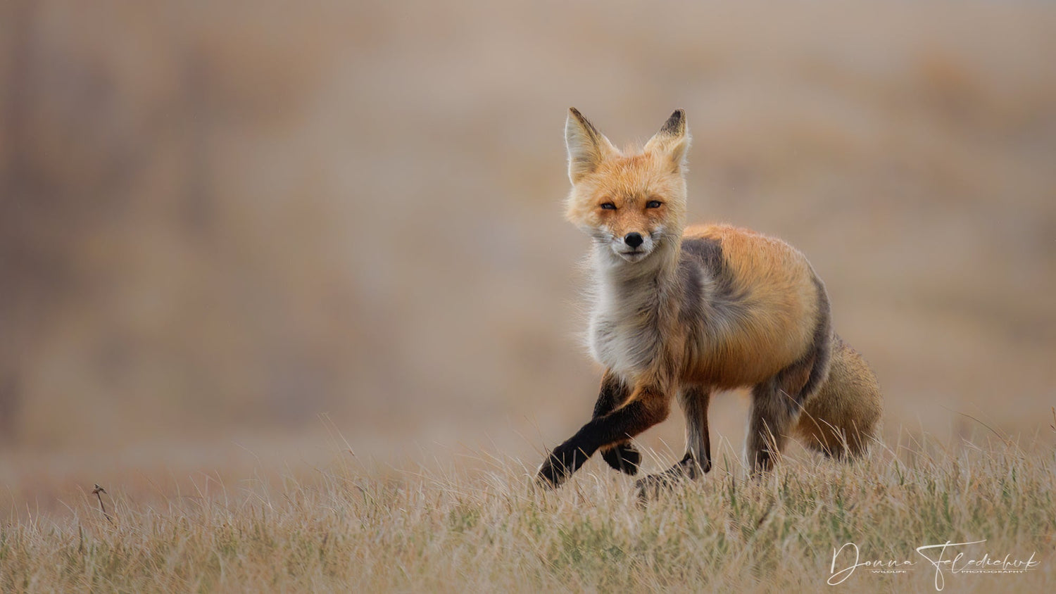 fine are wildlife photography photo of a red fox running in a field