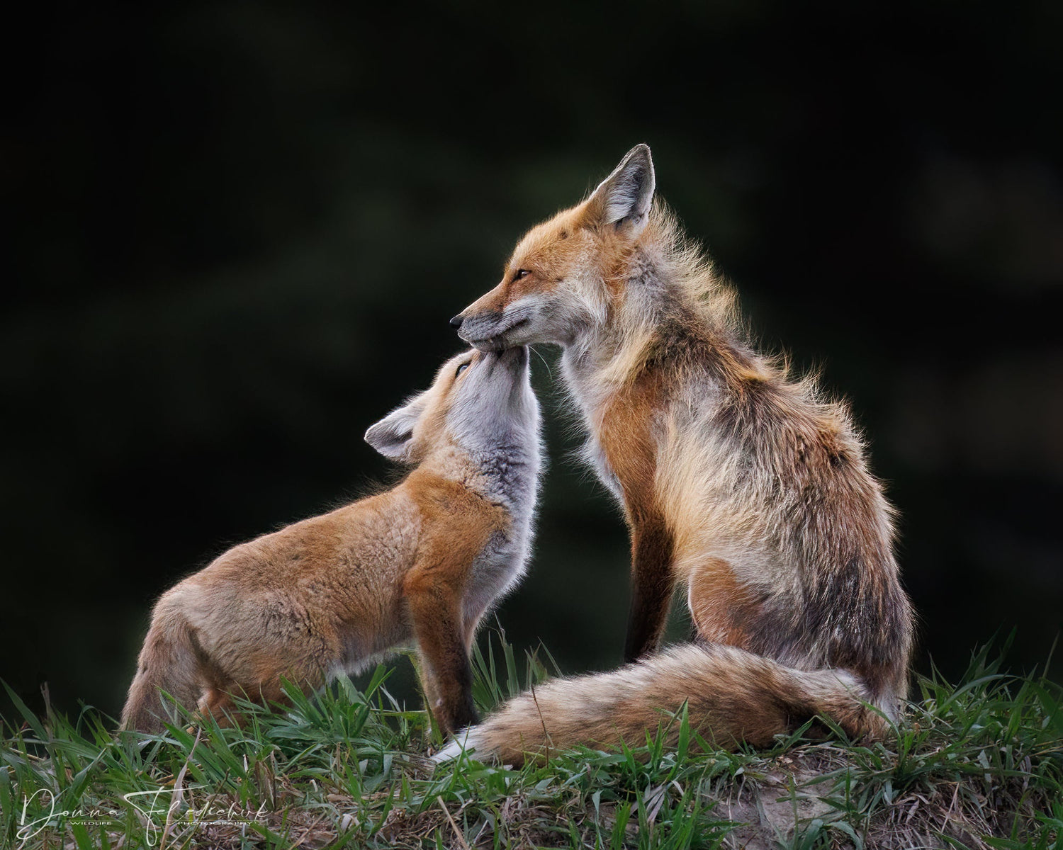 Wait for the Moment - Donna Feledichuk Wildlife Photography