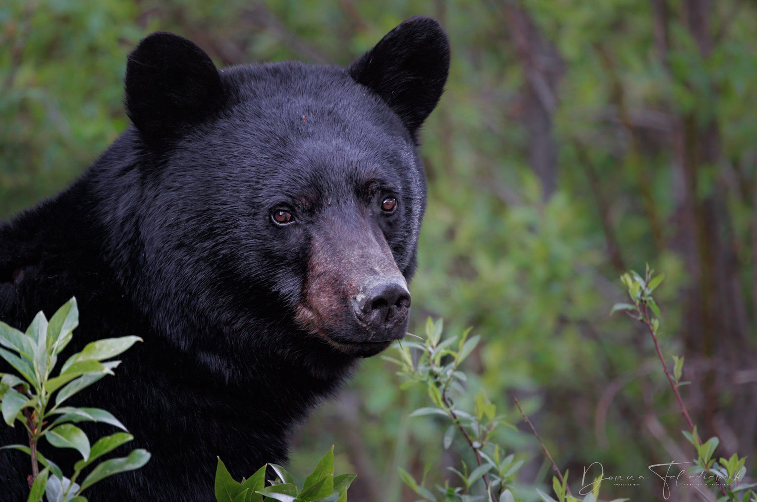 Focusing in Low Light Conditions - Donna Feledichuk Wildlife Photography