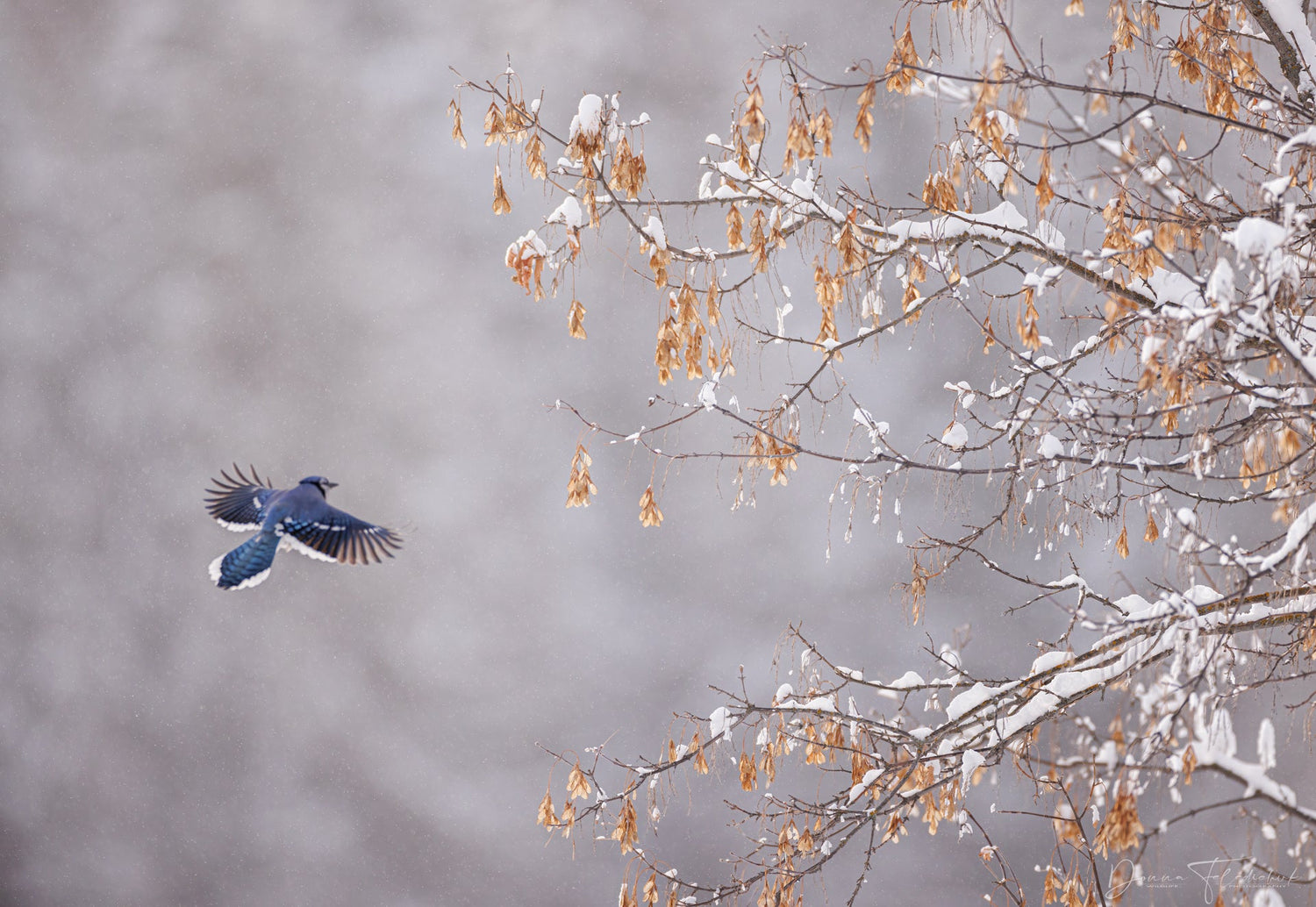 Mastering Winter Wildlife Photography: Embrace the Cold