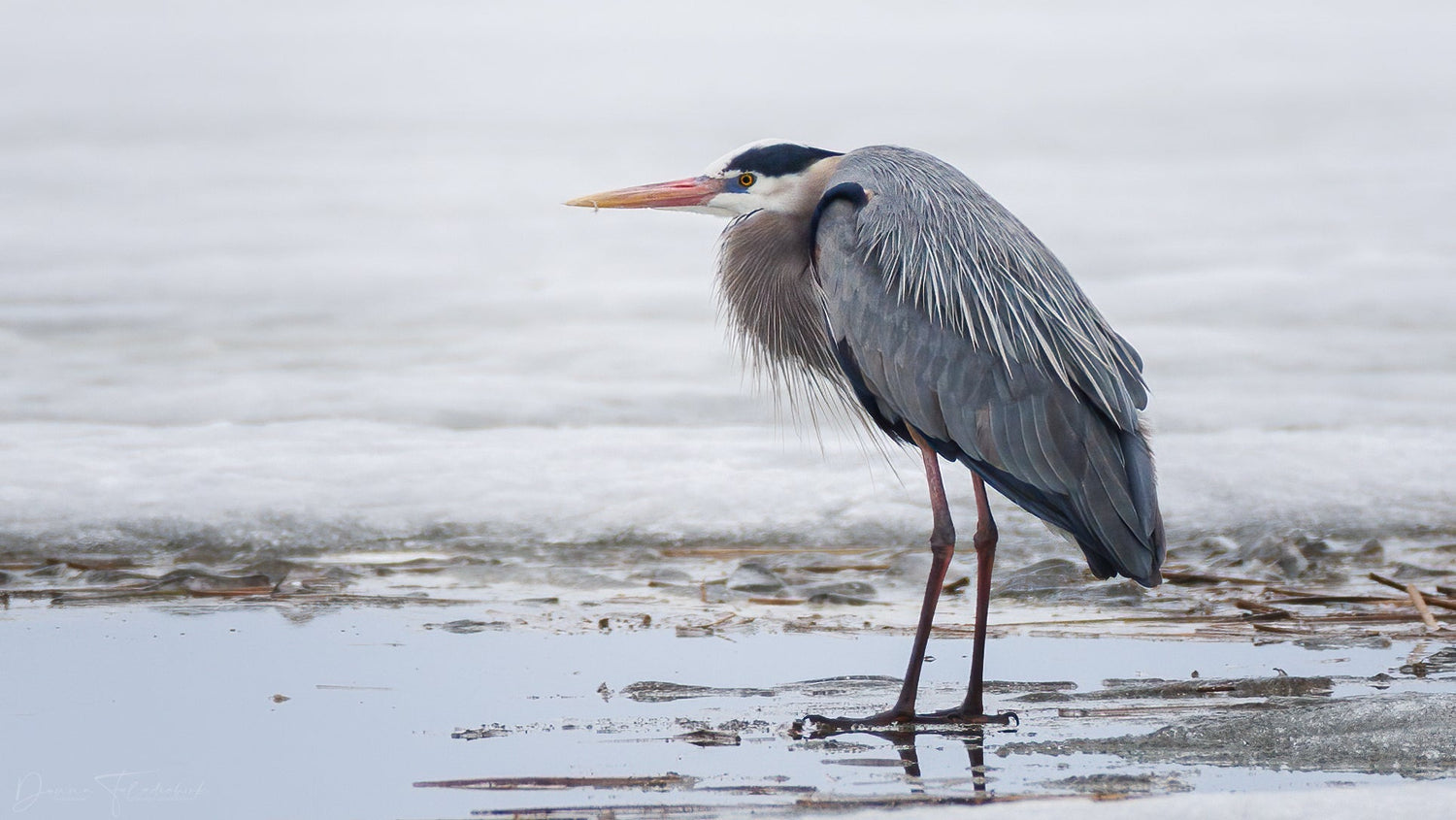 Great blue heron arriving early during spring migration in Alberta.