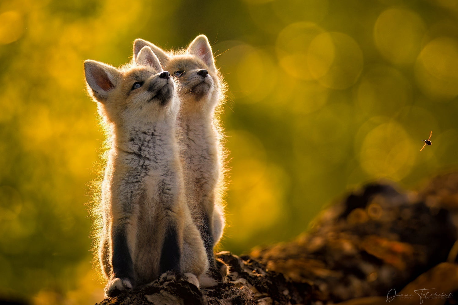 The Stages of Growth as a Wildlife Photographer - Donna Feledichuk Wildlife Photography