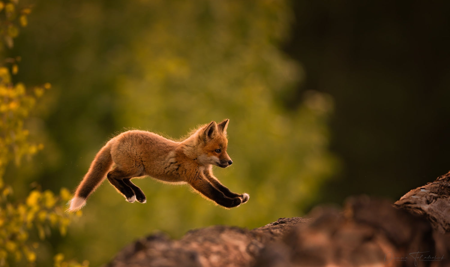 Wildlife Photography - Rarely is it Luck - It's Perseverance - Donna Feledichuk Wildlife Photography