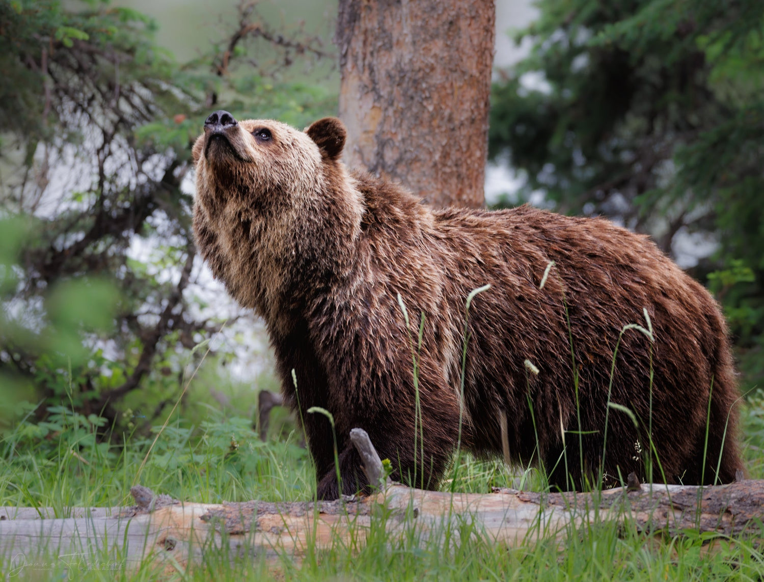 A grizzly bear stands near a tree in the forest