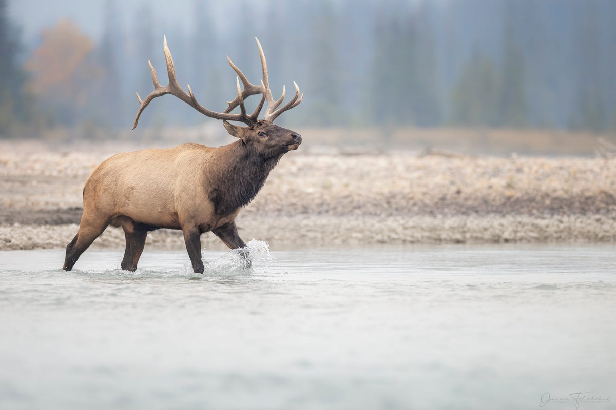 A majestic bull moose crossing a rive - Donna Feledichuk Wildlife Photography
