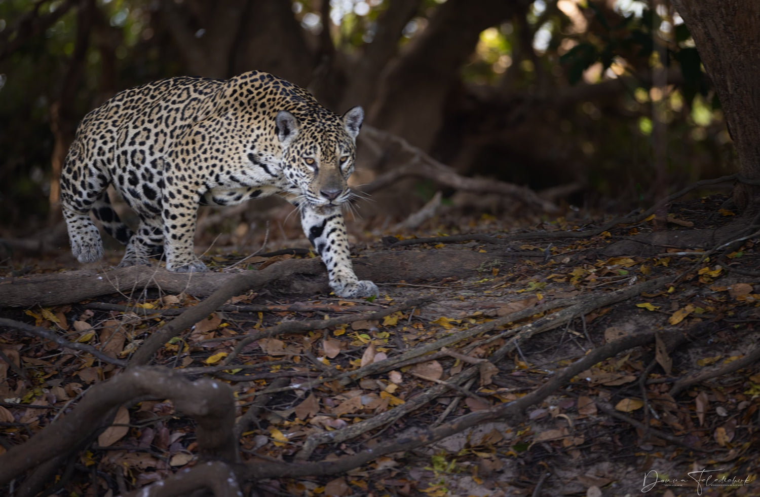 Phototours - Should you or shouldn't you - Donna Feledichuk Wildlife Photography