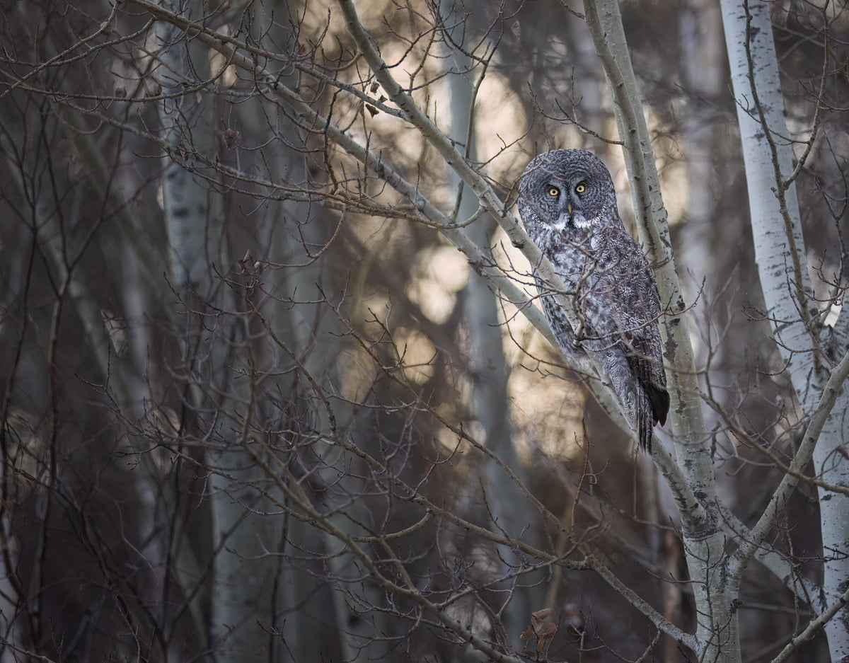 2023: A Year in Review – Reflections on Wildlife, Photography, and Growth - Donna Feledichuk Wildlife Photography