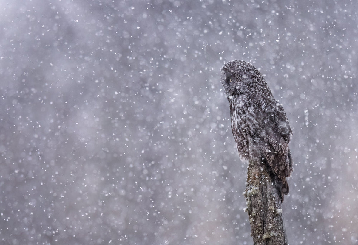 The Ethics of Wildlife Photography: A Responsibility Beyond the Frame - Donna Feledichuk Wildlife Photography