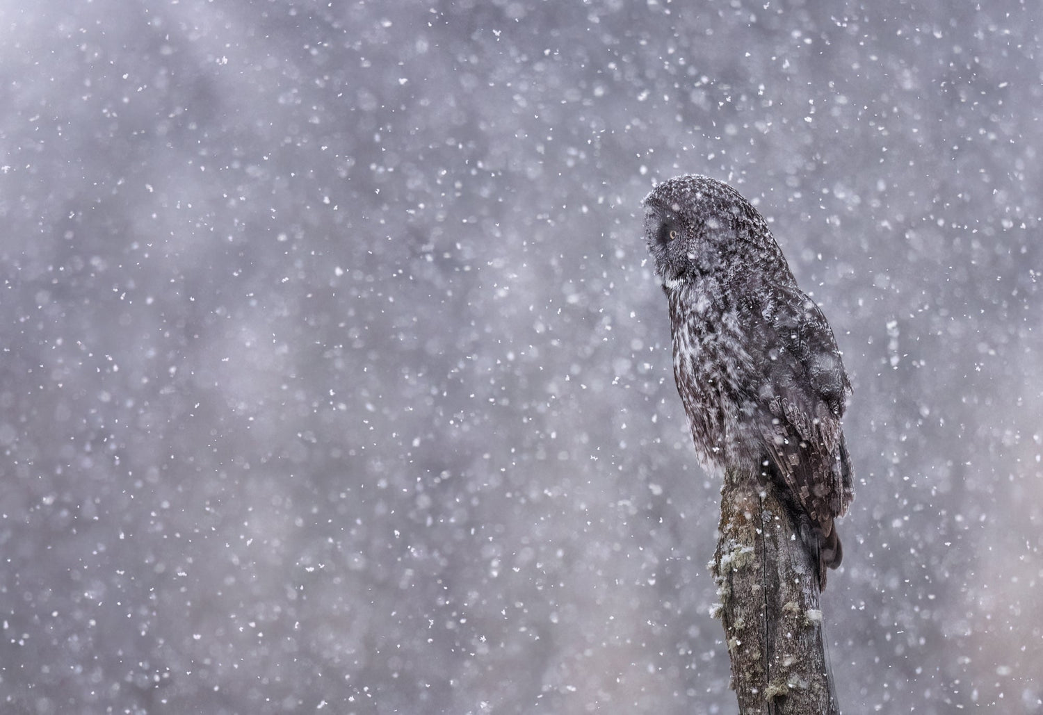 A great gray owl in einter. It is critically important around owls to practice ethical wildlife behaviour.