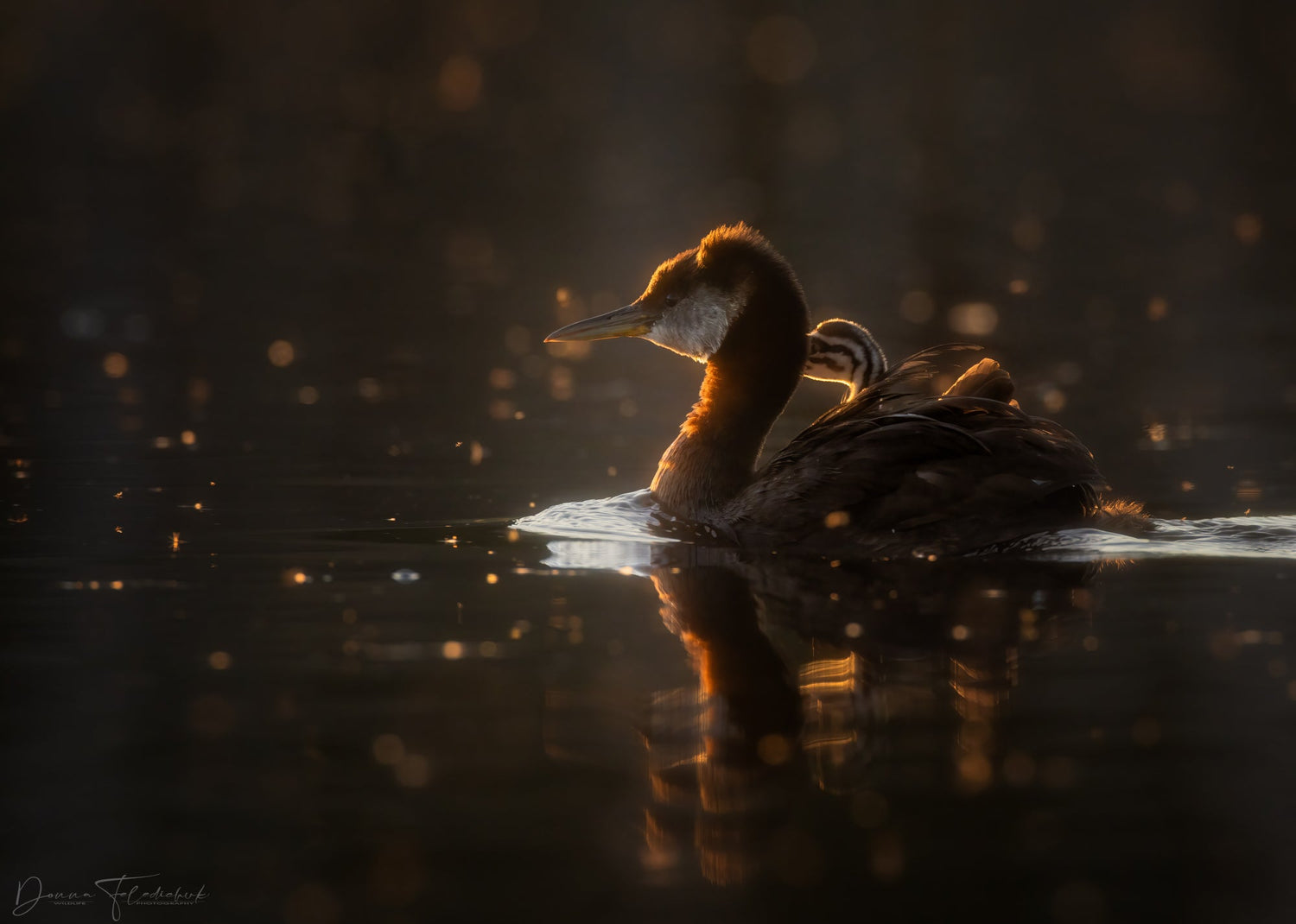 A family of red necked grebes in beautiful golden light