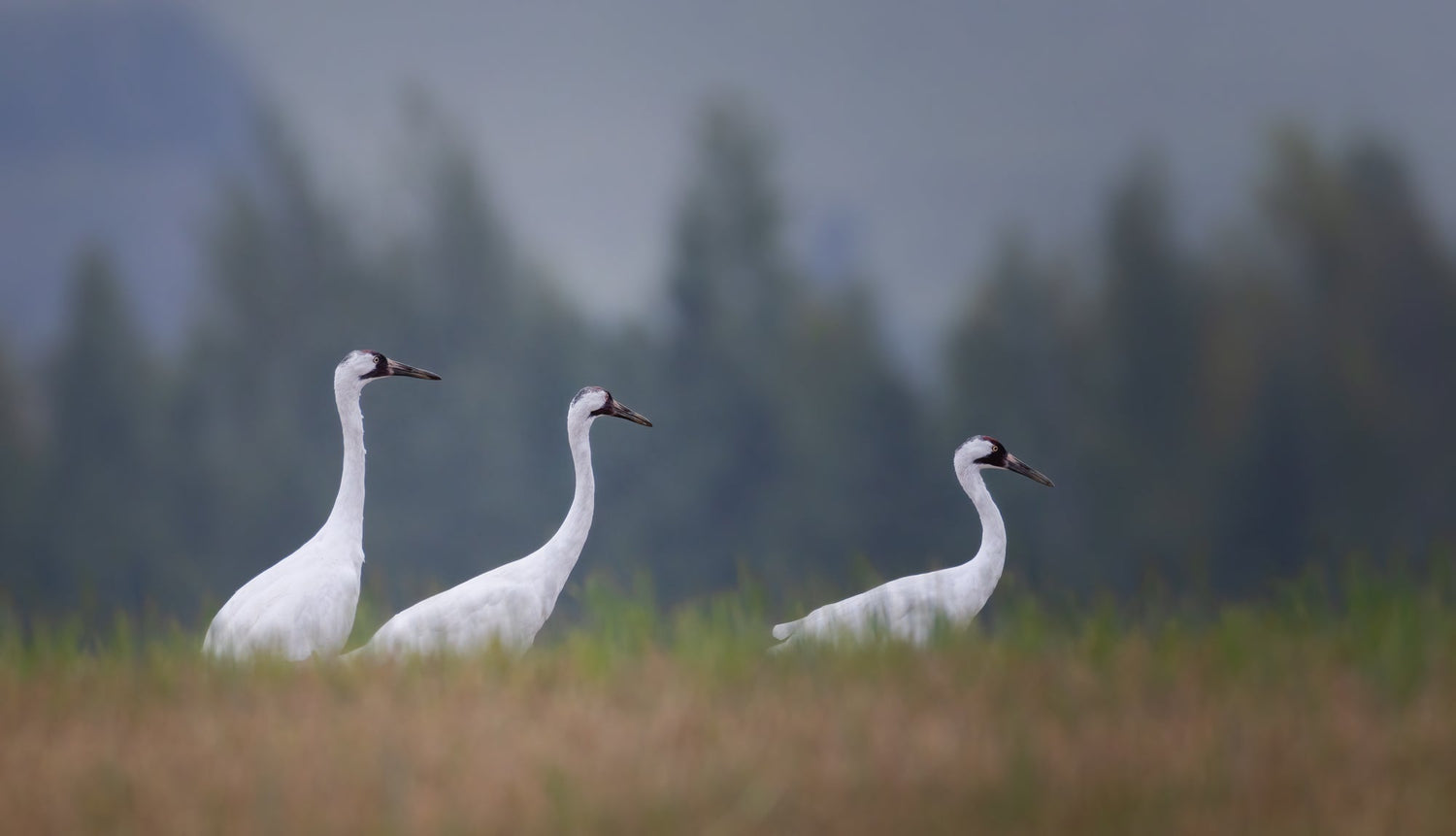 A Grateful Lens: Using Photography to Support Wildlife Conservation