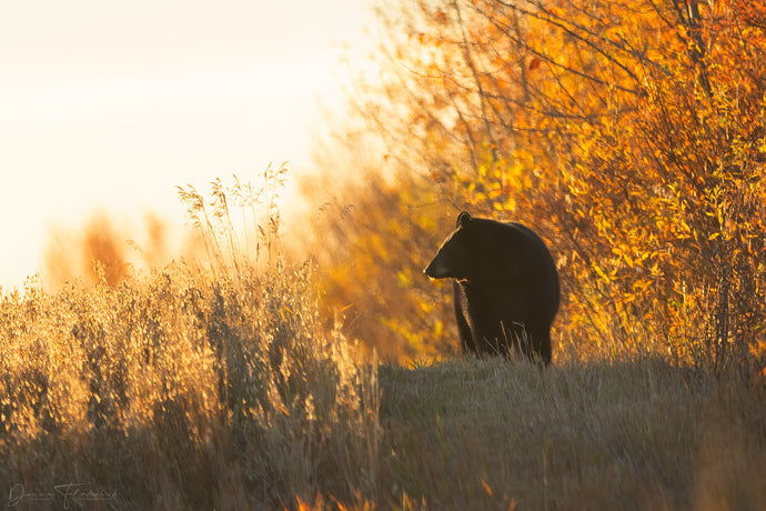 Finding My Way: A Journey to Wildlife Photography