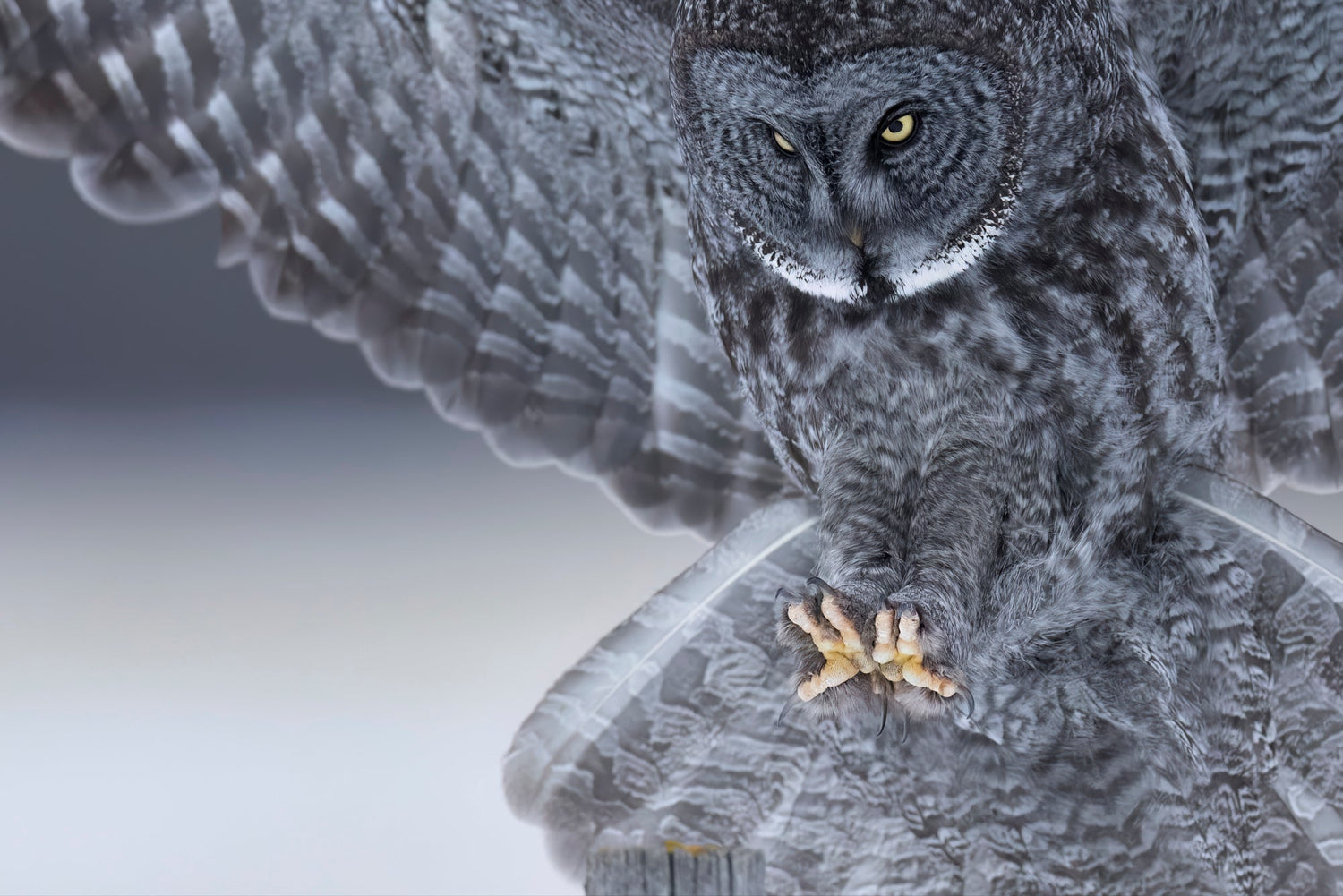 a great gray owl looked in on its landing